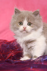 Highlander Kitten