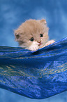 Highlander Kitten