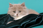 Highlander Kitten