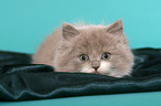 Highlander Kitten