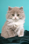 Highlander Kitten