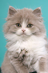 Highlander Kitten