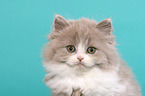 Highlander Kitten
