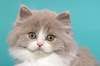 Highlander Kitten