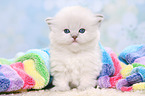 Highlander Kitten