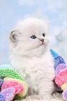 Highlander Kitten