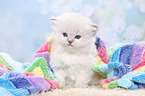 Highlander Kitten