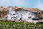 Highlander Kitten