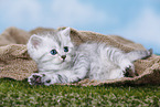 Highlander Kitten