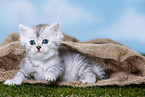 Highlander Kitten