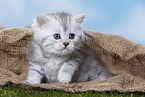 Highlander Kitten