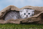Highlander Kitten