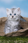 Highlander Kitten