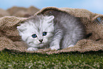 Highlander Kitten