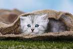 Highlander Kitten