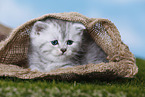 Highlander Kitten