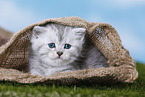 Highlander Kitten