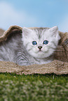 Highlander Kitten