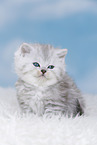 Highlander Kitten