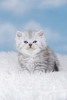 Highlander Kitten