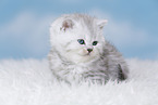 Highlander Kitten