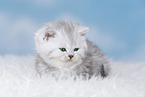 Highlander Kitten