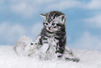 Kitten
