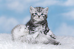 Kitten
