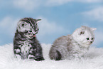 Kitten