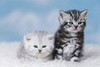 Kitten