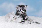 Kitten