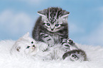 Kitten