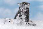 Kitten