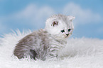 Highlander Kitten