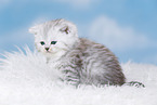 Highlander Kitten