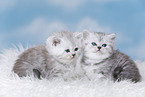 Highlander Kitten