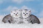 Highlander Kitten