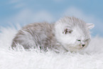 Highlander Kitten