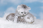 Highlander Kitten