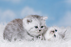 Highlander Kitten