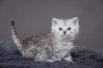 Highlander Kitten
