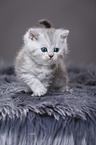 Highlander Kitten