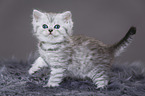 Highlander Kitten