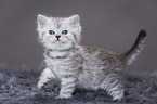 Highlander Kitten