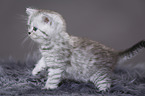Highlander Kitten