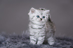 Highlander Kitten
