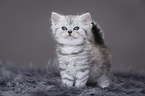 Highlander Kitten