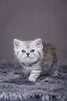 Highlander Kitten