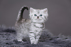 Highlander Kitten