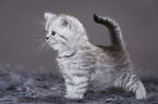 Highlander Kitten